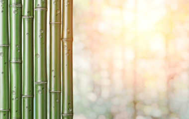 Green bamboo in the sunshine 